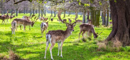 Phoenix Park