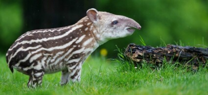 Zoo de Dublin