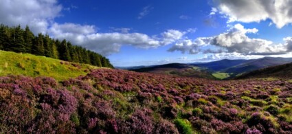 Visitas y excursiones por Dublín